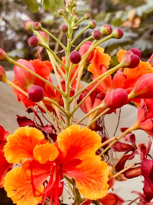 Free stock photo of 2022 wallpapers, 3d flowers, beautiful flowers Stock Photo