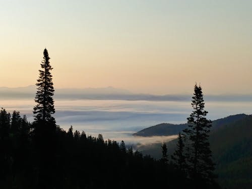 Silhouette of Trees Above the Clouds at Sunrise