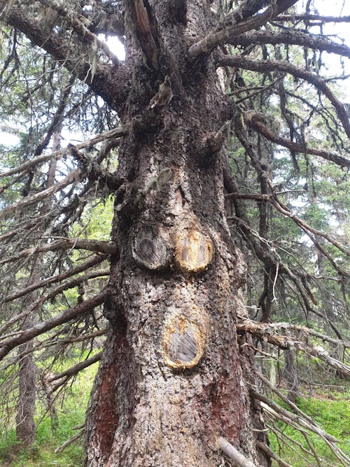 Free stock photo of arbre, bonhomme, bouche