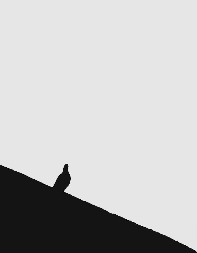 Silhouette Of Pigeon