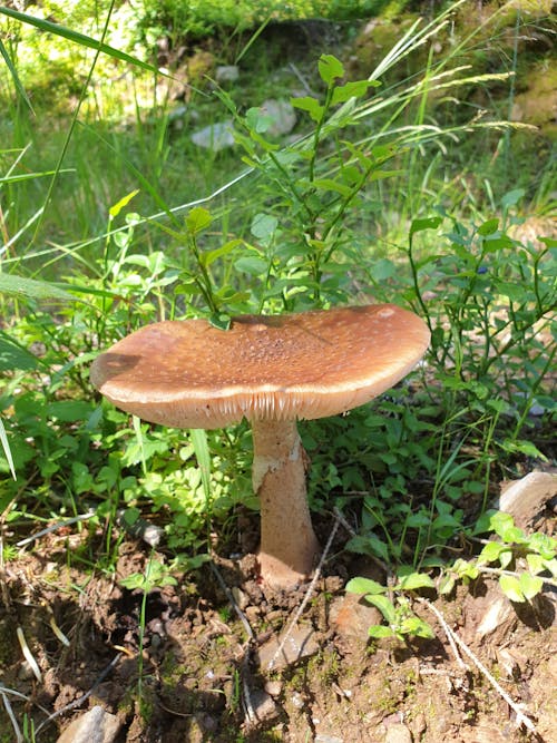 Free stock photo of champignon, foret, la nature Stock Photo