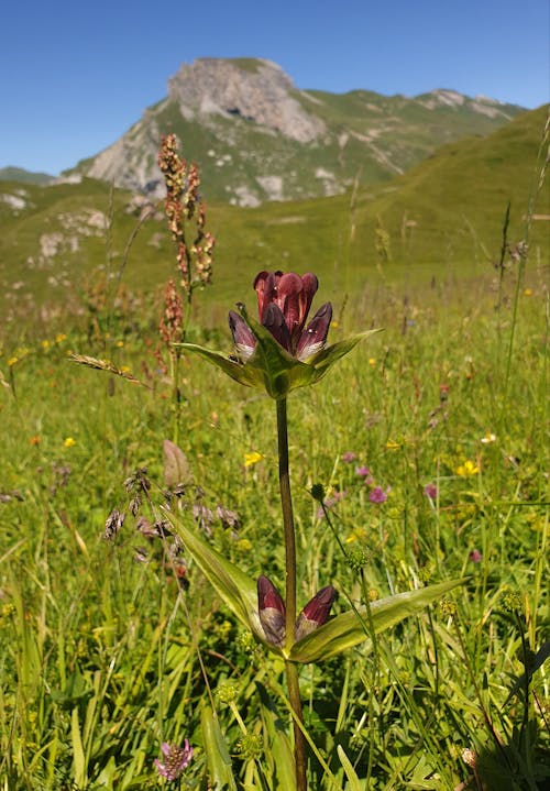 Free stock photo of fleur, montagne, paysage Stock Photo
