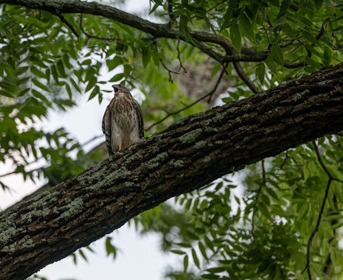 Foto d'estoc gratuïta de àguila, arbre, au