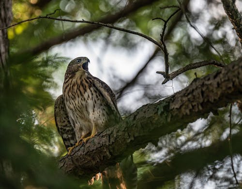 A Hawk Perched on a Tree Branch