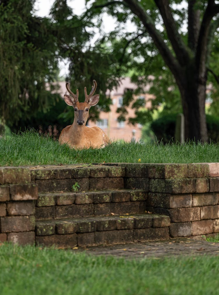 Brown Deer Lying On Green Grass Beside Brick Steps