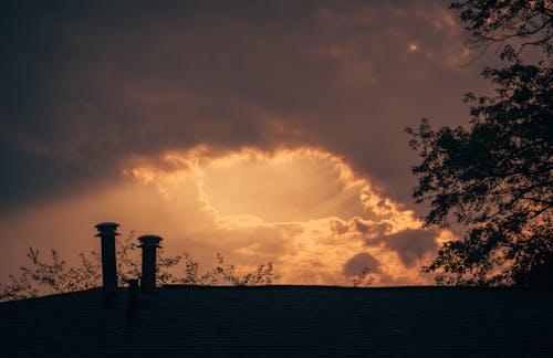 Silhouette of Trees During Sunset