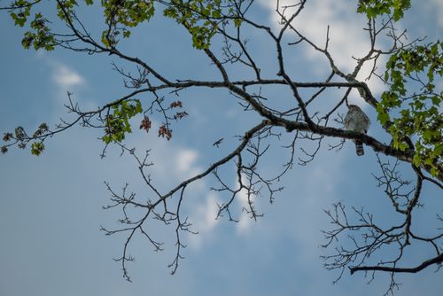 Free A hawk perched on a tree branch with clear blue skies, showing nature in spring. Stock Photo