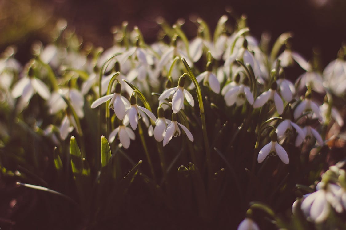Ücretsiz Gündüz Beyaz çiçekler Tarlası Stok Fotoğraflar