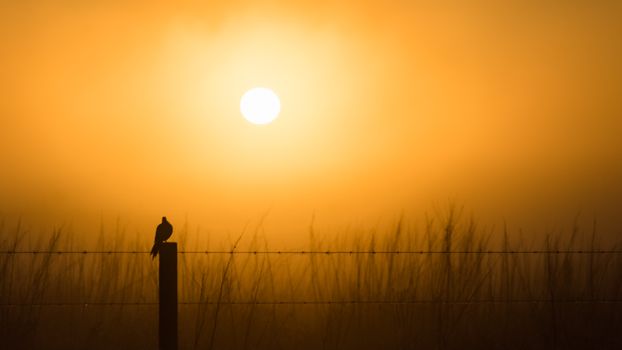 A lone bird perched on a fence during a golden sunrise in Estero, Florida.