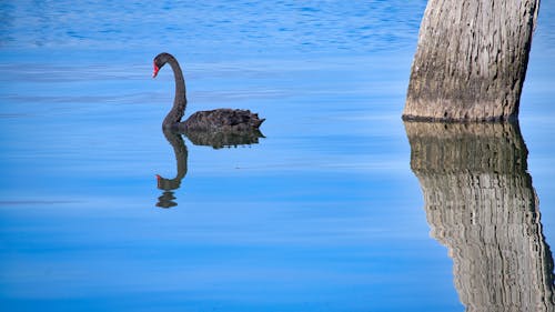 Free stock photo of animal, animals, australia