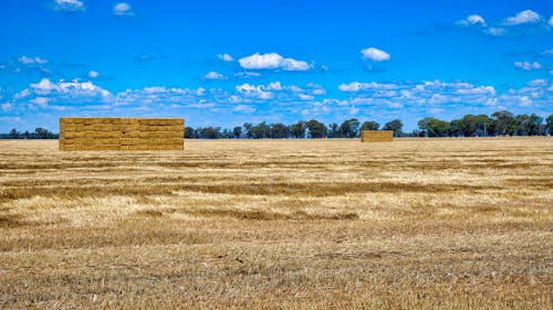 Free stock photo of agricultural, agriculture, austraiia