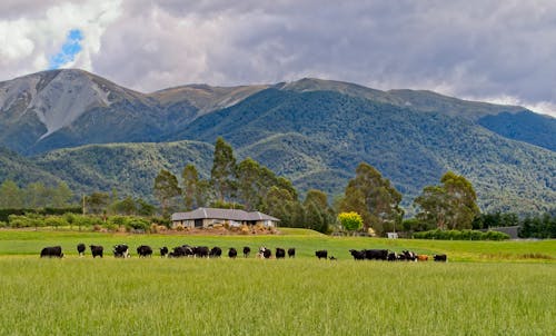 คลังภาพถ่ายฟรี ของ nz, กั้นรั้ว, ชนบท