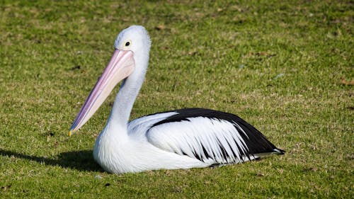 White Pelican on Green Grass