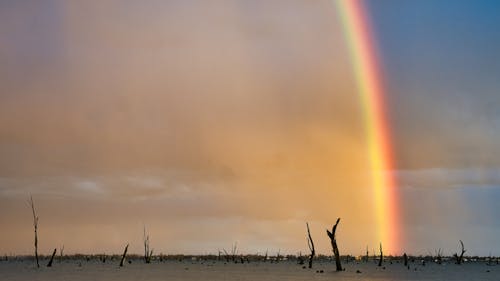 คลังภาพถ่ายฟรี ของ mulwala, ก้าน, การสะท้อน