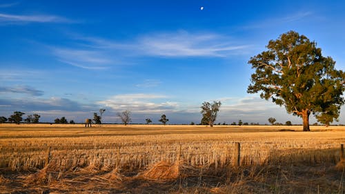 Ilmainen kuvapankkikuva tunnisteilla australia, iltapäivällä valo, kasvu