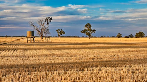 Free stock photo of afternoon light, agricultural, agriculture