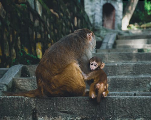 Photos gratuites de animal, enfant en bas âge, escaliers en béton