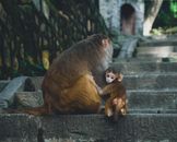 Three Monkeys on Gray Concrete Wall