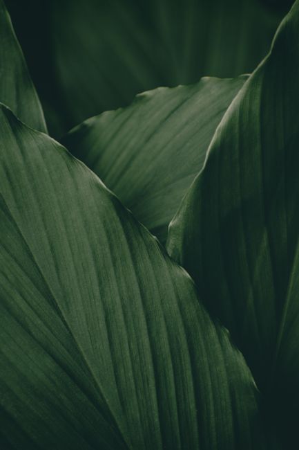 Detailed view of lush green plant leaves, perfect for nature-themed projects.