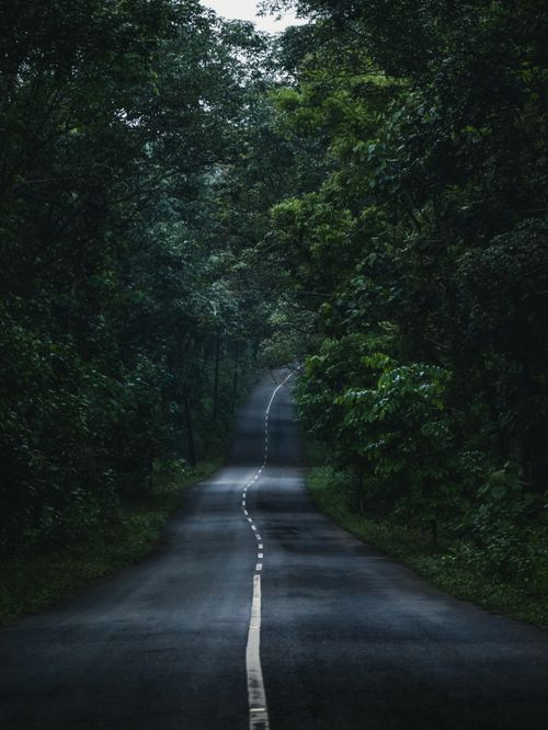 Free Serene and mysterious road winding through dense, lush forest offering a tranquil escape. Stock Photo