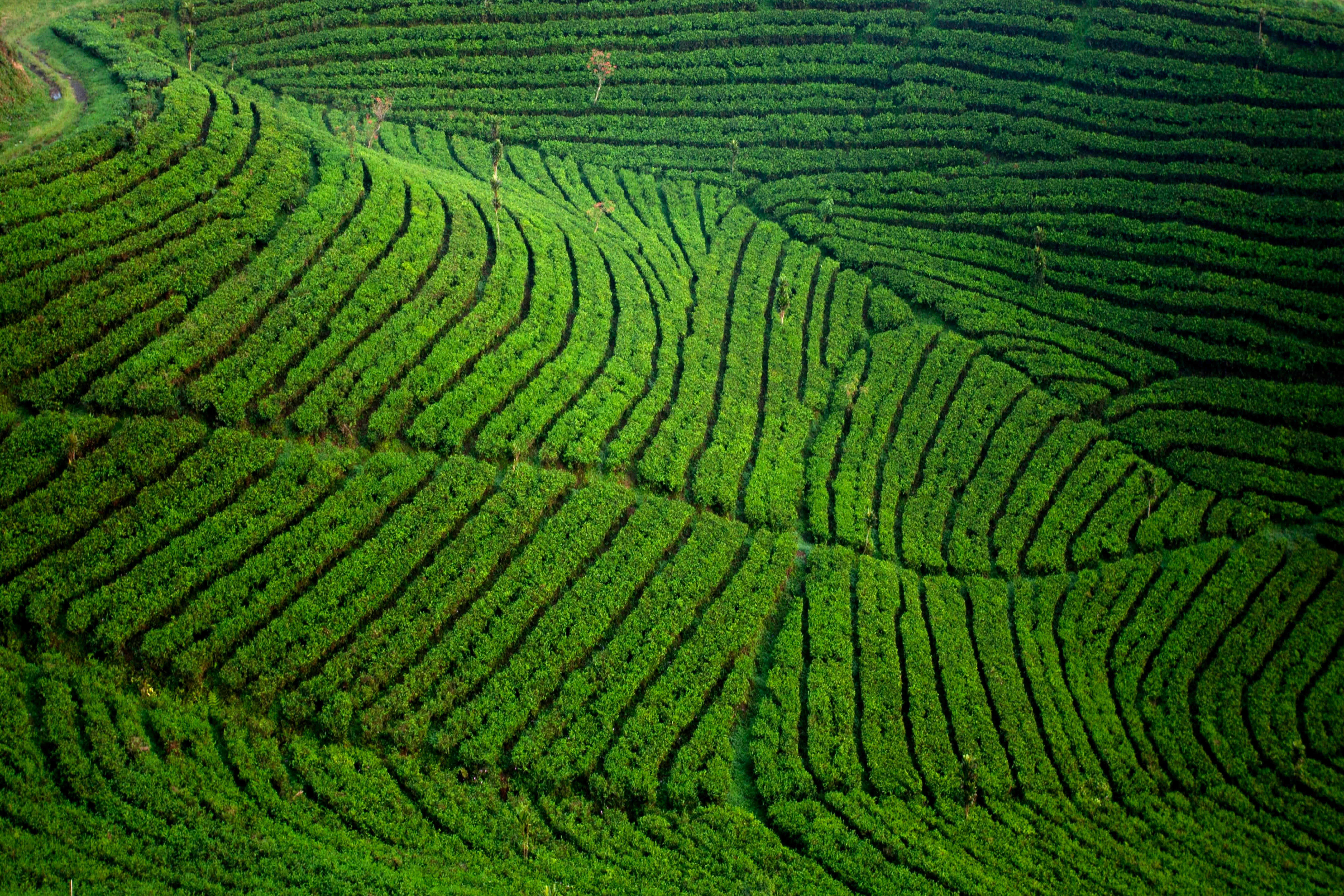 DRC: Can the Kivu–Kinshasa Green Corridor turn a war