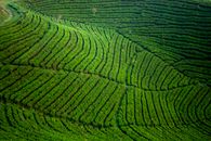 Green Grass Field