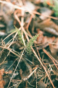 A detailed photo of dried leaves and a small sprout in fall, showcasing nature's cycle.