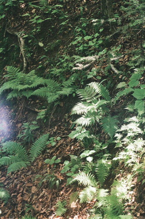 Darmowe zdjęcie z galerii z dziki, fotografia przyrodnicza, las