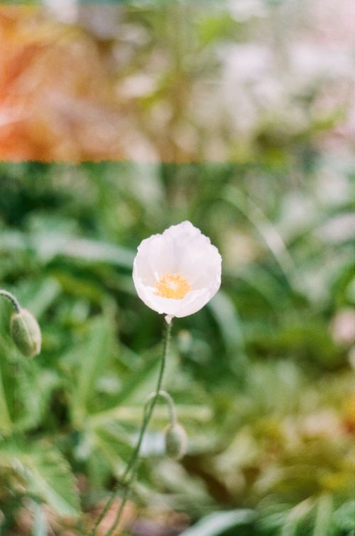 Free A delicate white poppy blooming amidst lush garden foliage captured in a vibrant film photograph. Stock Photo