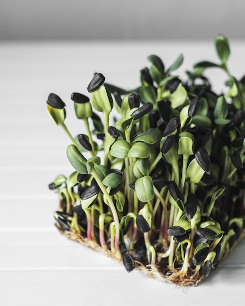 Free Microgreen Plant on White Table Stock Photo