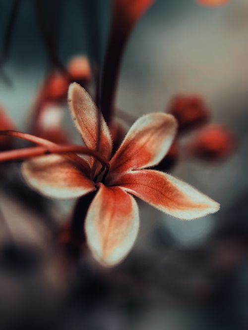 Free A stunning close-up of an exotic tropical flower in full bloom with vibrant colors. Stock Photo