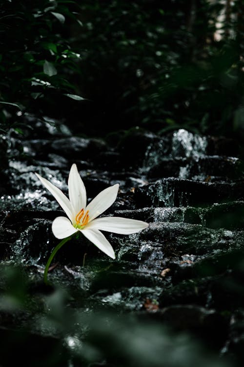 Fotos de stock gratuitas de agua, floreciente, fotografía de flores