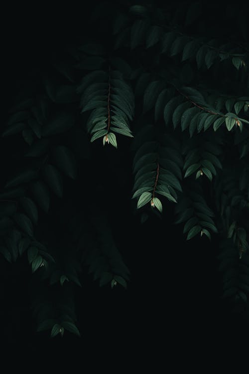 Dark Green Leaves in Close-up Photography