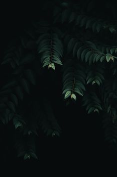 Artistic close-up of dark green leaves on a black background.