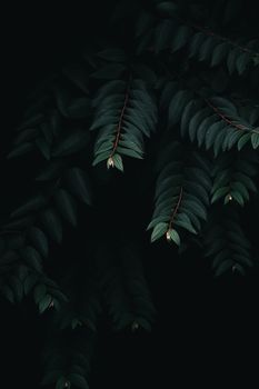 Moody close-up of dark green leaves with a mysterious, dramatic tone.