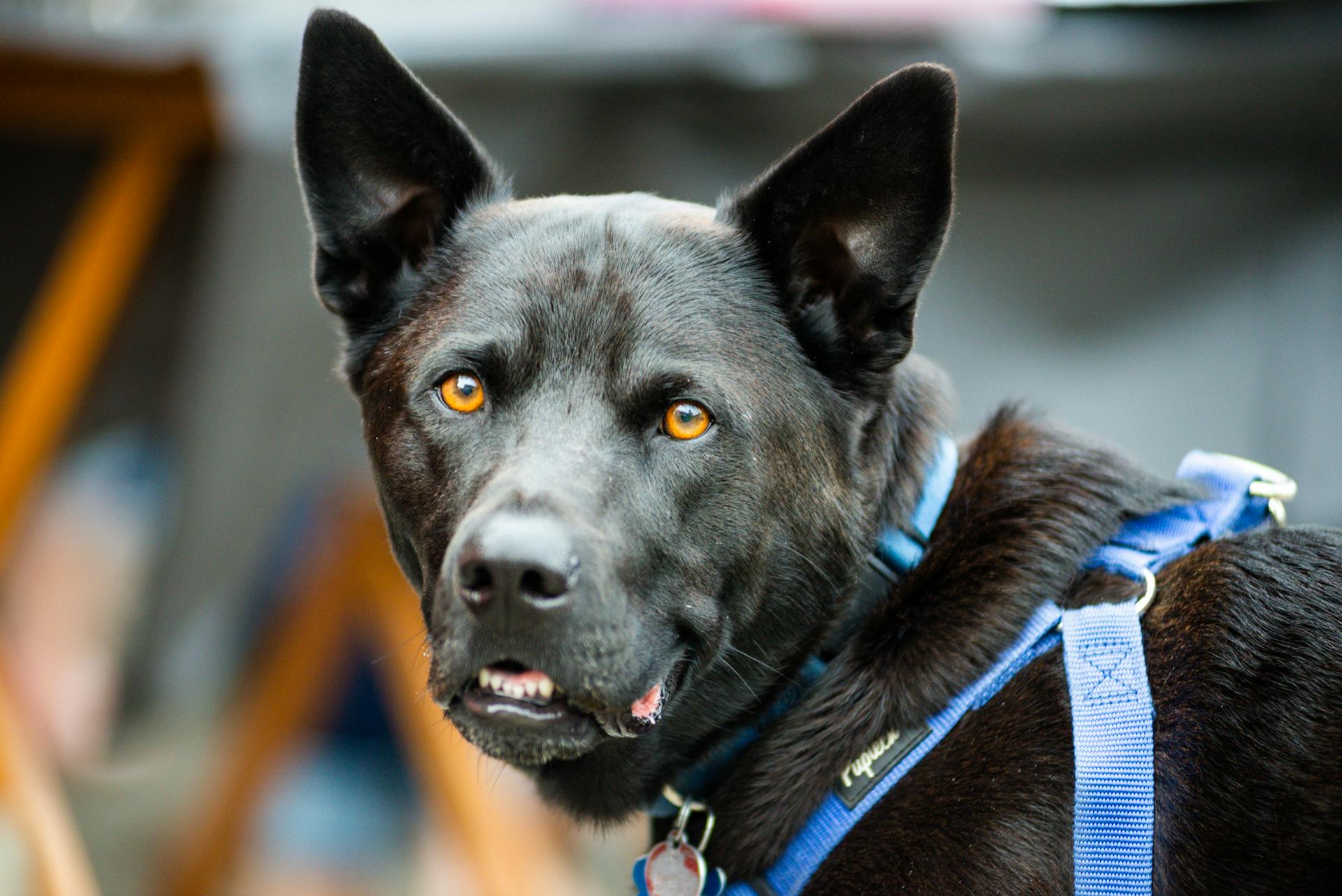 Close-up of a Black Canine Dog