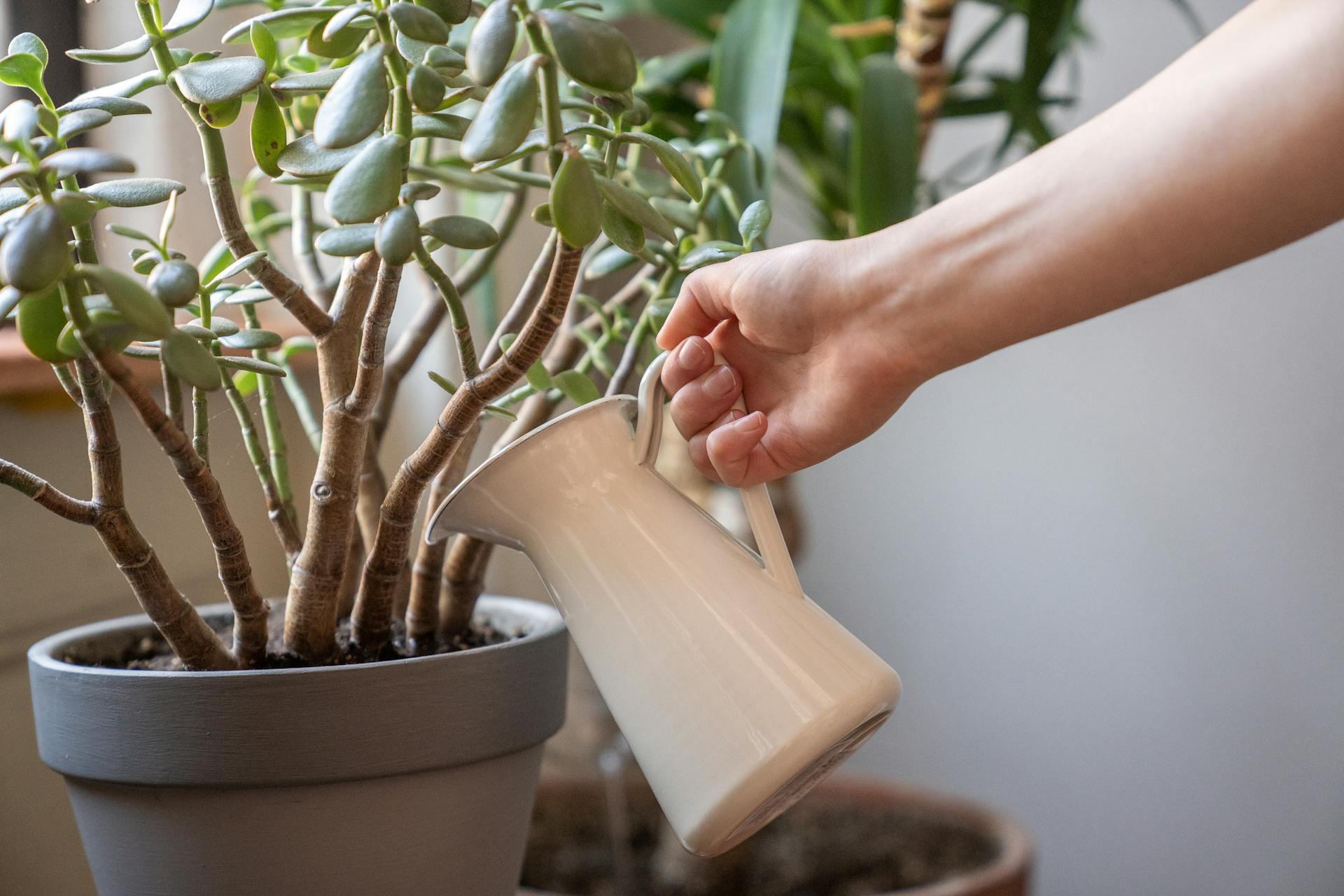 A hand pours water from a jug into a pot containing a healthy jade plant indoors.