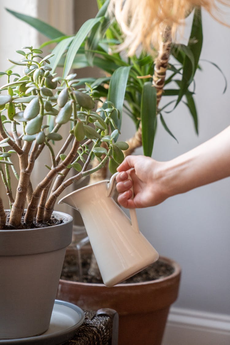 Close Up Of Watering Plants