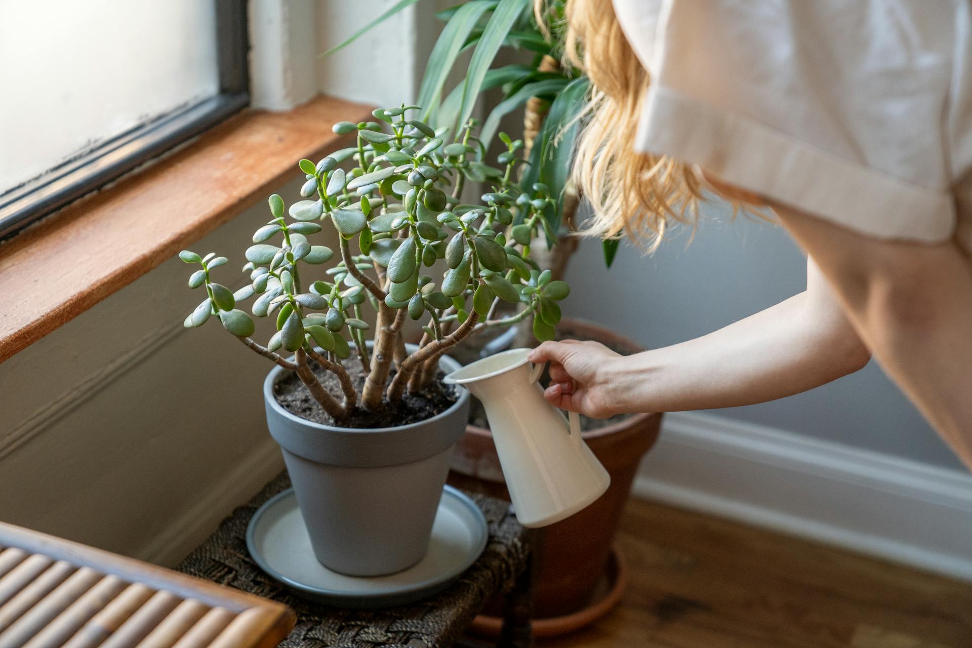 Person carefully watering a succulent plant