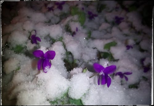 Free stock photo of flower bed, snow, snowbed