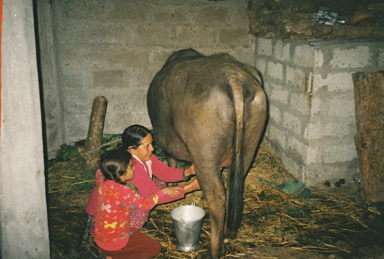 Mother And Daughter Milking The Cow