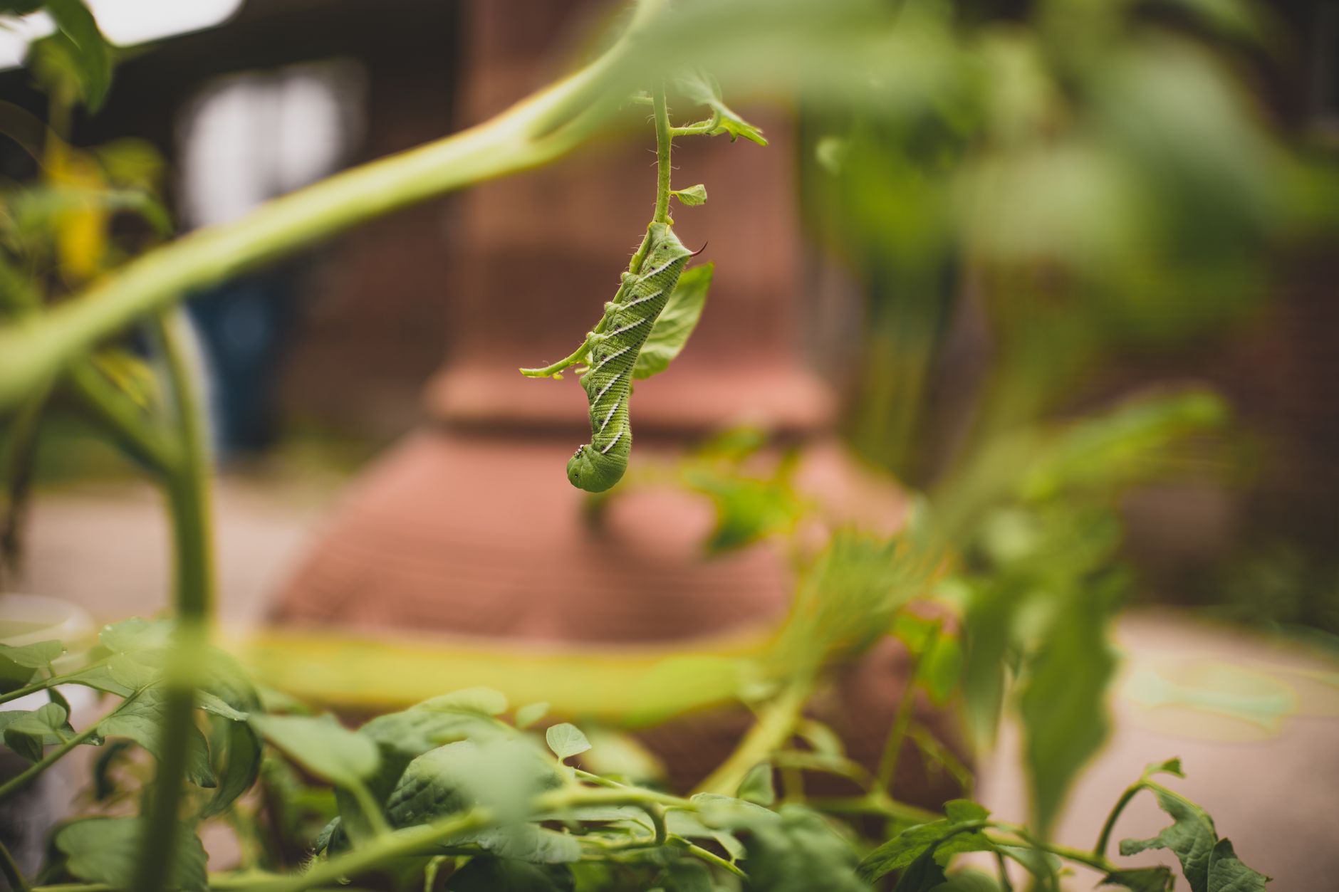 Hojas de tomate con manchas bacterianas causadas por pseudomonas
