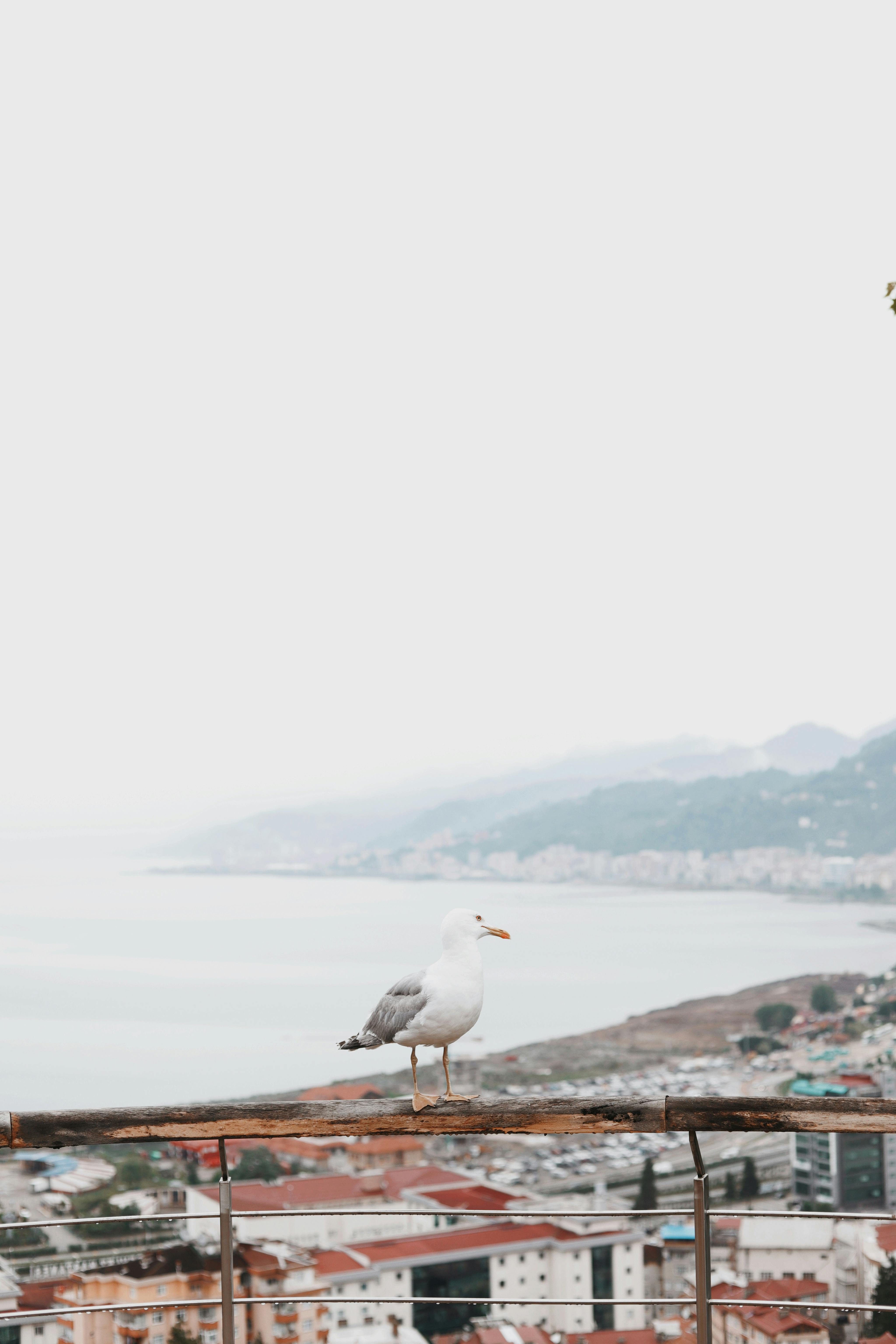 A lone seagull perched on a railing with a scenic coastal city background, creating a serene and natural setting.
