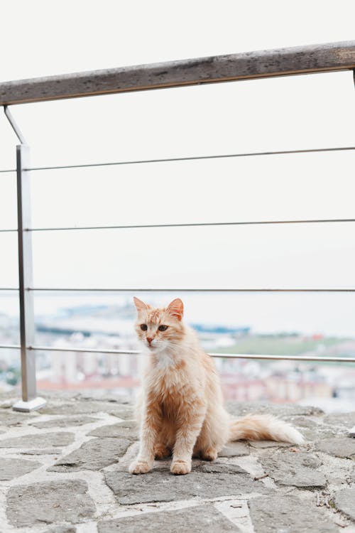 Free An Orange Tabby Cat Sitting Stock Photo