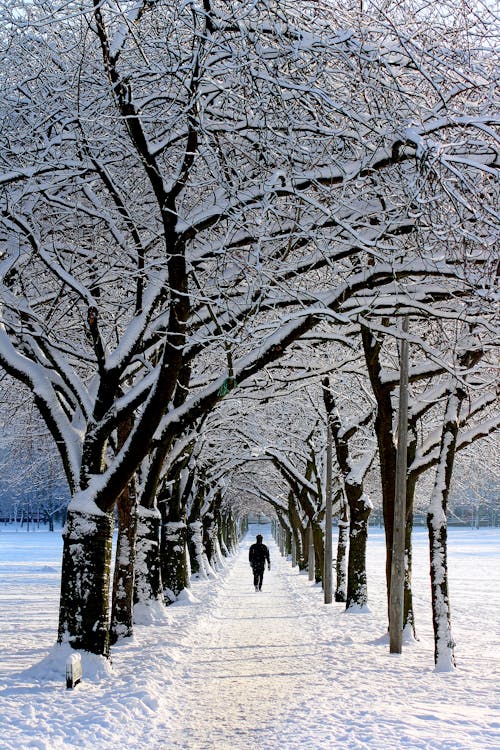 無料 昼間に雪に覆われた木を歩く黒いジャケットの男 写真素材