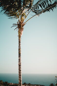 湛蓝的天空下，一棵孤零零的棕榈树高高耸立，俯瞰着平静的海景