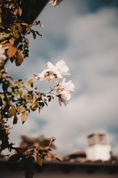 image.mefiz.com