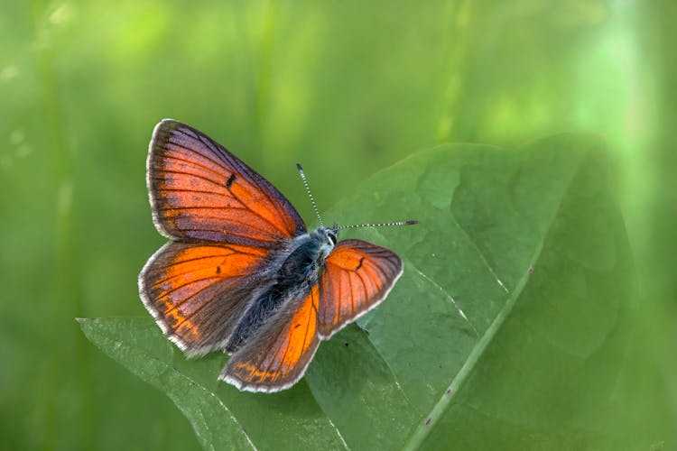 A Purple-Edged Copper Butterfly On A Leaf