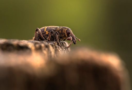 Close-Up Shot of a Weevil