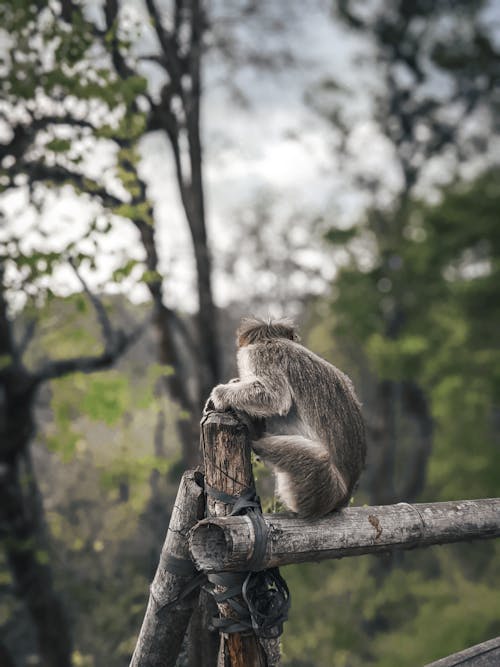 bebek maymun, maymun, oturan maymun içeren Ücretsiz stok fotoğraf